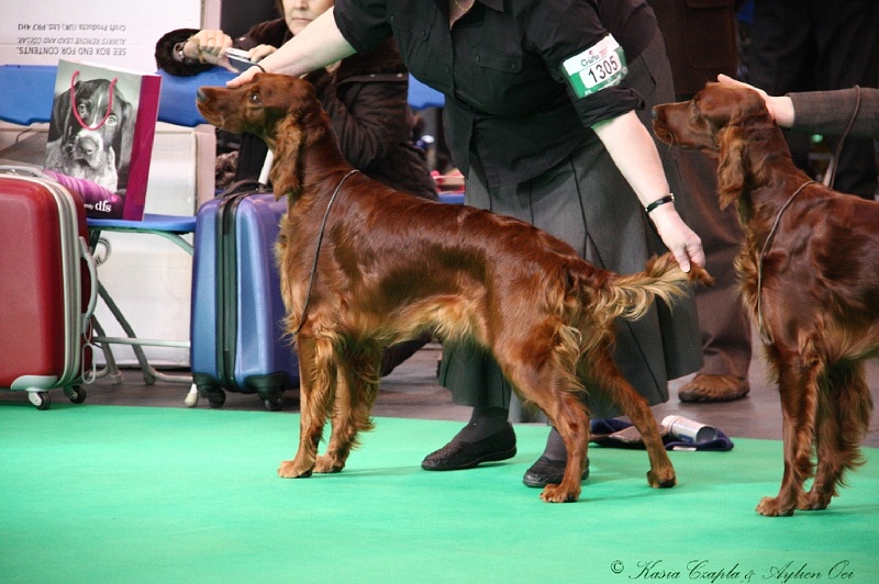 Crufts2011 325.jpg